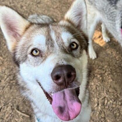 Enlarge Jerry G, a Adoptable mixed breed in Aldie, VA image 4/6