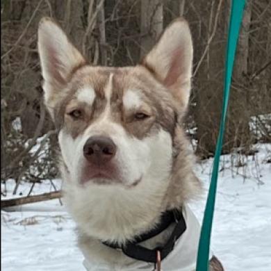 Jerry G, a Adoptable mixed breed in Aldie, VA image 5/5