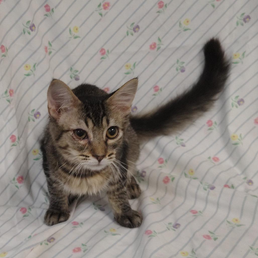 Enlarge Poly, a Adoptable Domestic Medium Hair in Coos Bay, OR image 2/5
