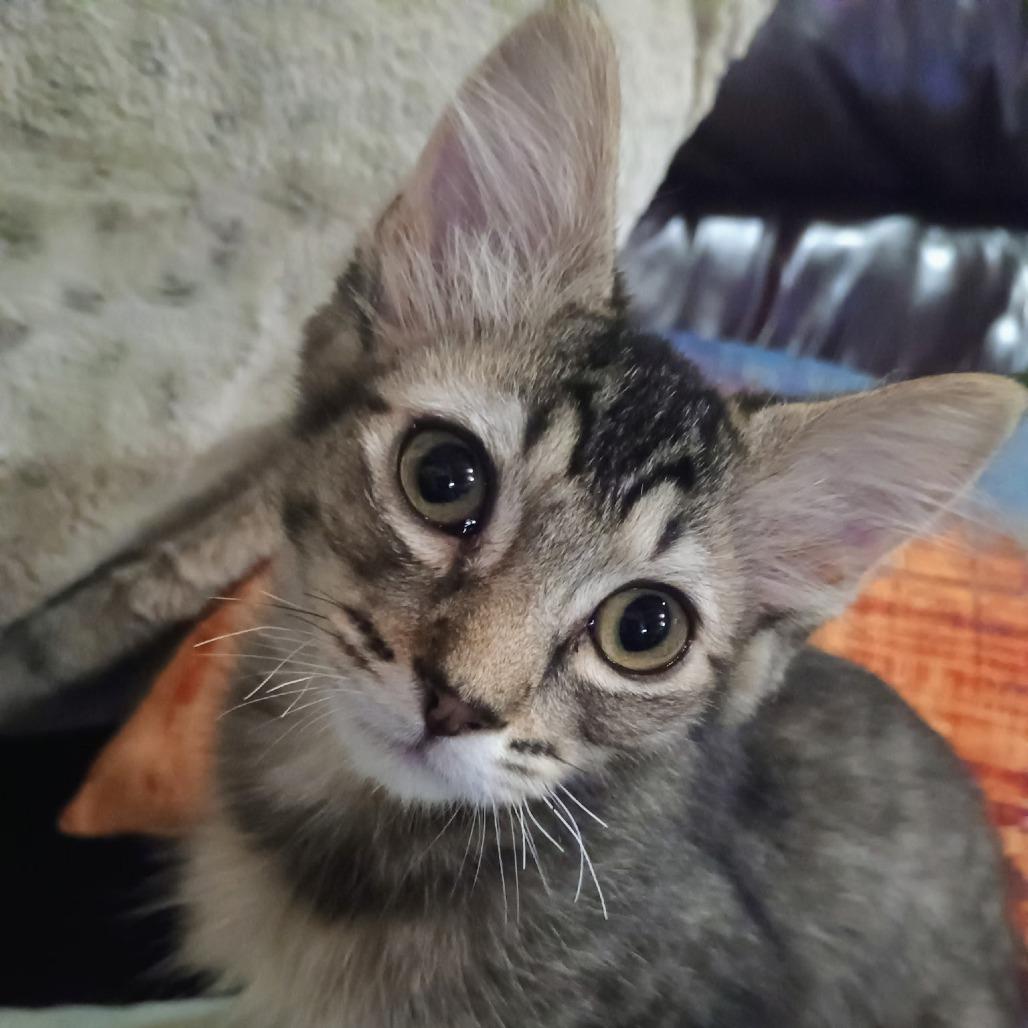 Enlarge Poly, a Adoptable Domestic Medium Hair in Coos Bay, OR image 3/5