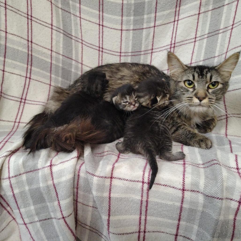 Enlarge Poly, a Adoptable Domestic Medium Hair in Coos Bay, OR image 5/5