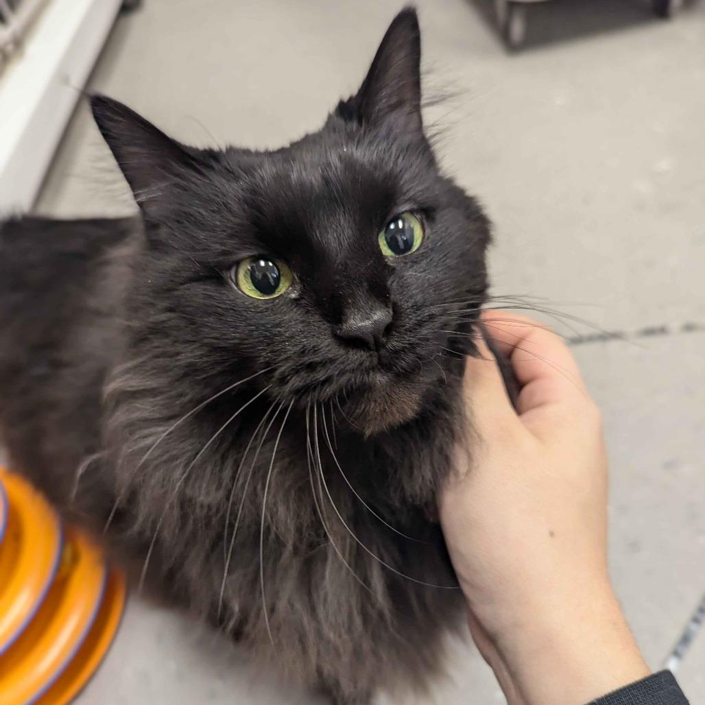 Mocha, Adoptable, Senior Female Domestic Long Hair.