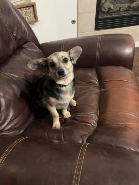 Enlarge Princess, an adopted mixed breed in Elk Grove, CA image 1/3