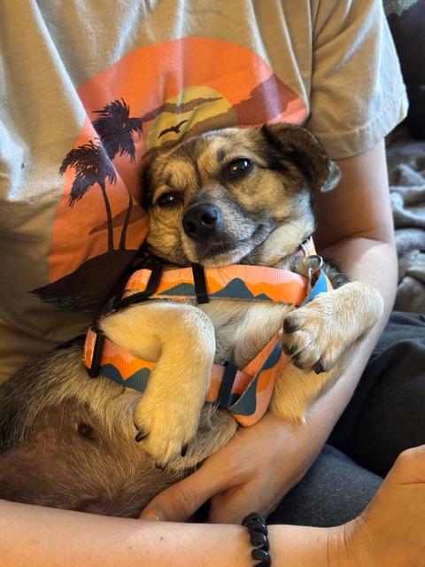 Enlarge Princess, an adopted mixed breed in Elk Grove, CA image 2/3