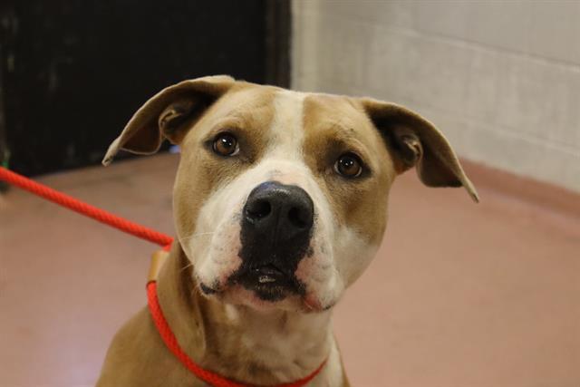 BRUNO, Adoptable, Adult Male Mixed Breed.