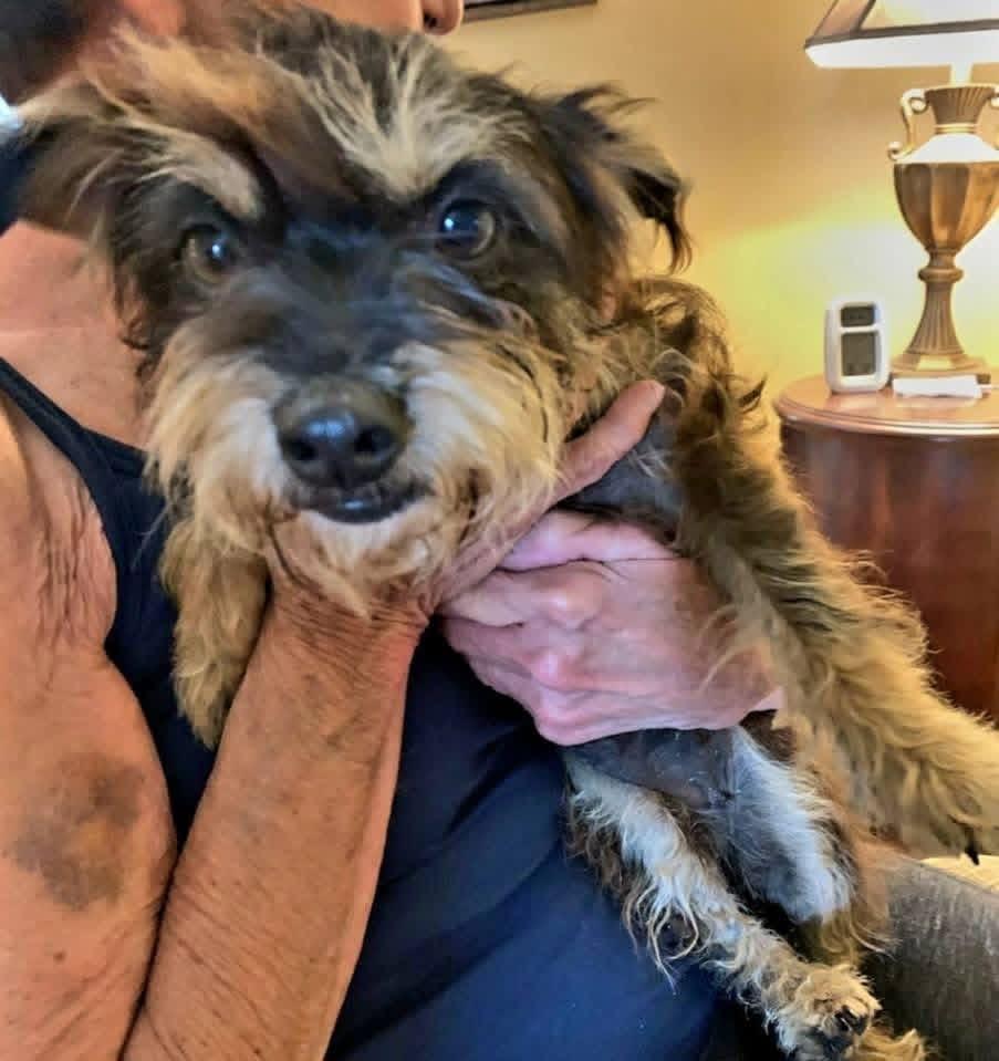 Jewel, a ADOPTABLE mixed breed in Elkton, MD image 1/2