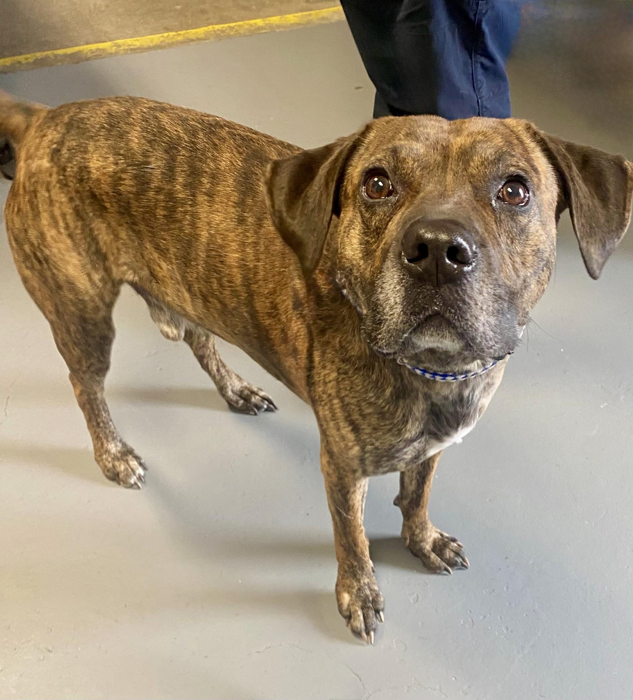 Slick, an adoptable Bullmastiff in Berea, KY, 40403 | Photo Image 1
