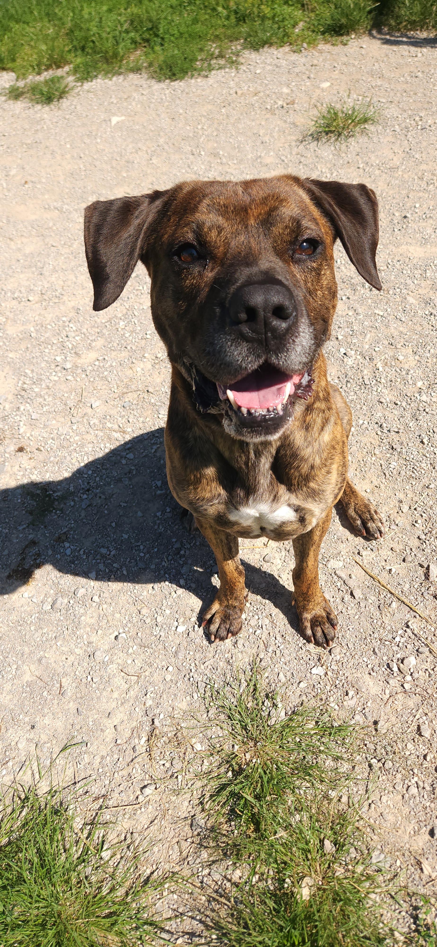 Slick, an adoptable Bullmastiff in Berea, KY, 40403 | Photo Image 2