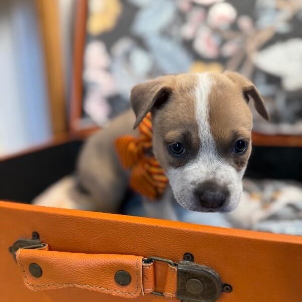 Trickee Lee Perla — thumbnail 2