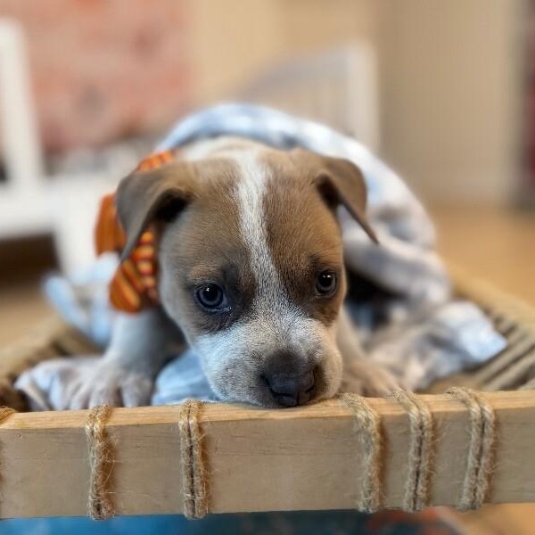 Trickee Lee Perla — thumbnail 4