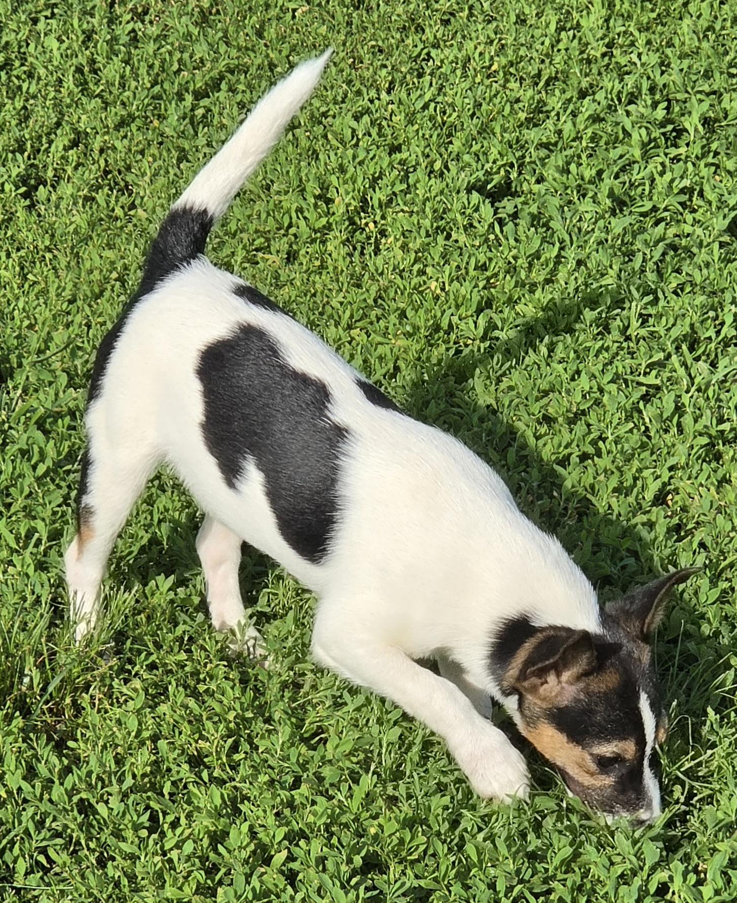 Enlarge Scrappy, a ADOPTABLE Jack Russell Terrier in Terre Haute, IN image 3/4