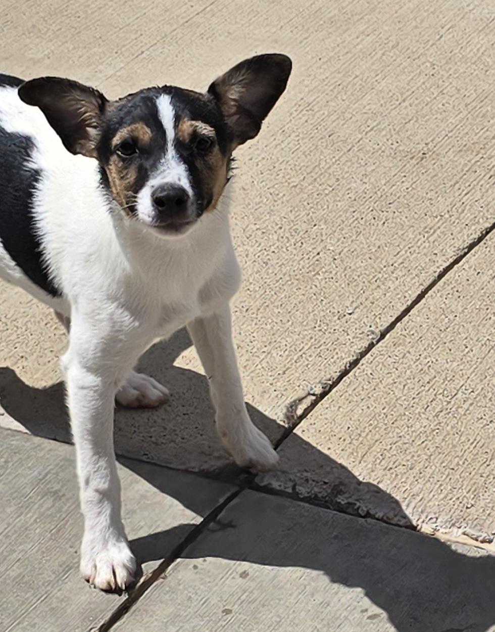 Enlarge Scrappy, a ADOPTABLE Jack Russell Terrier in Terre Haute, IN image 4/4