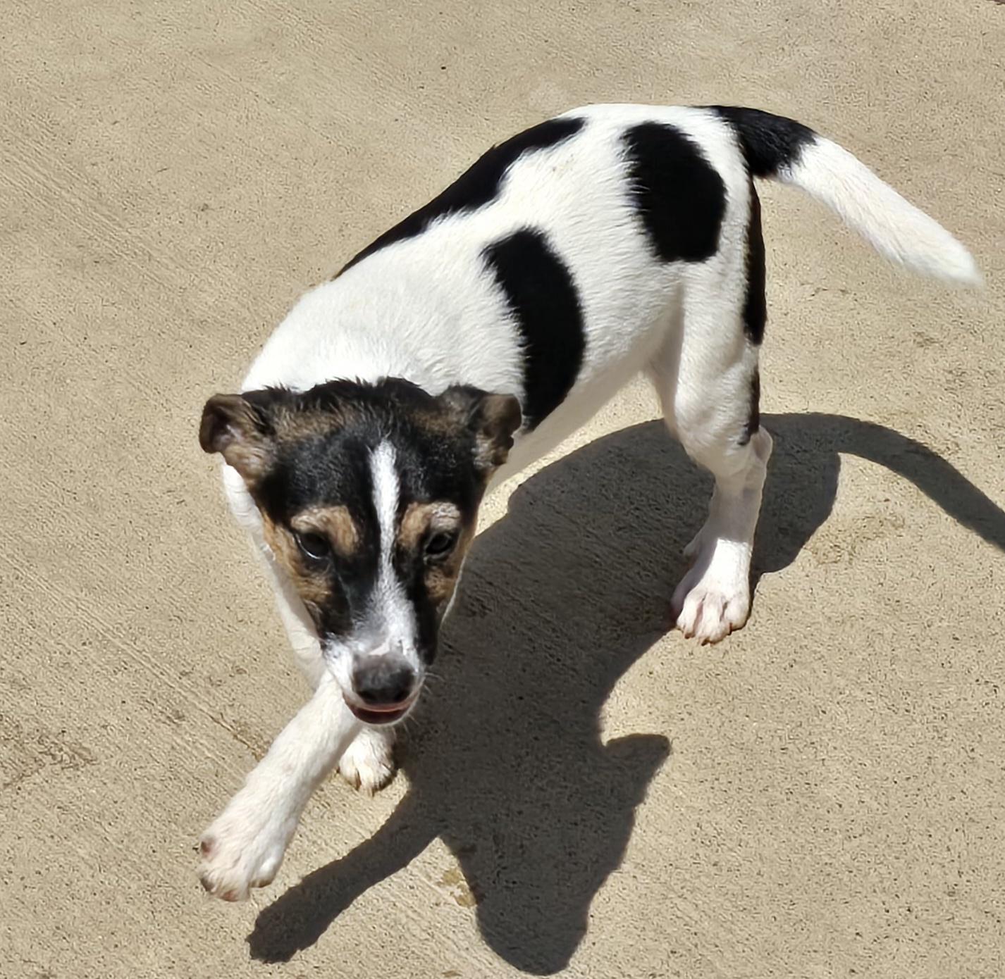 Scrappy, ADOPTABLE, Puppy Male Jack Russell Terrier.