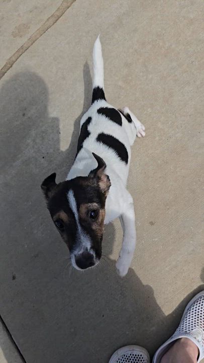 Enlarge Scrappy, a ADOPTABLE Jack Russell Terrier in Terre Haute, IN video 1/4