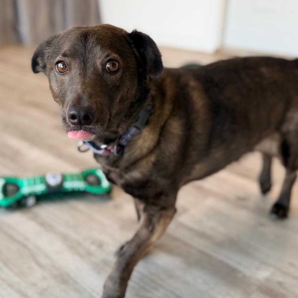 Enlarge Ginger fka Aphrodite, a Adoptable mixed breed in Green Bay, WI image 1/6