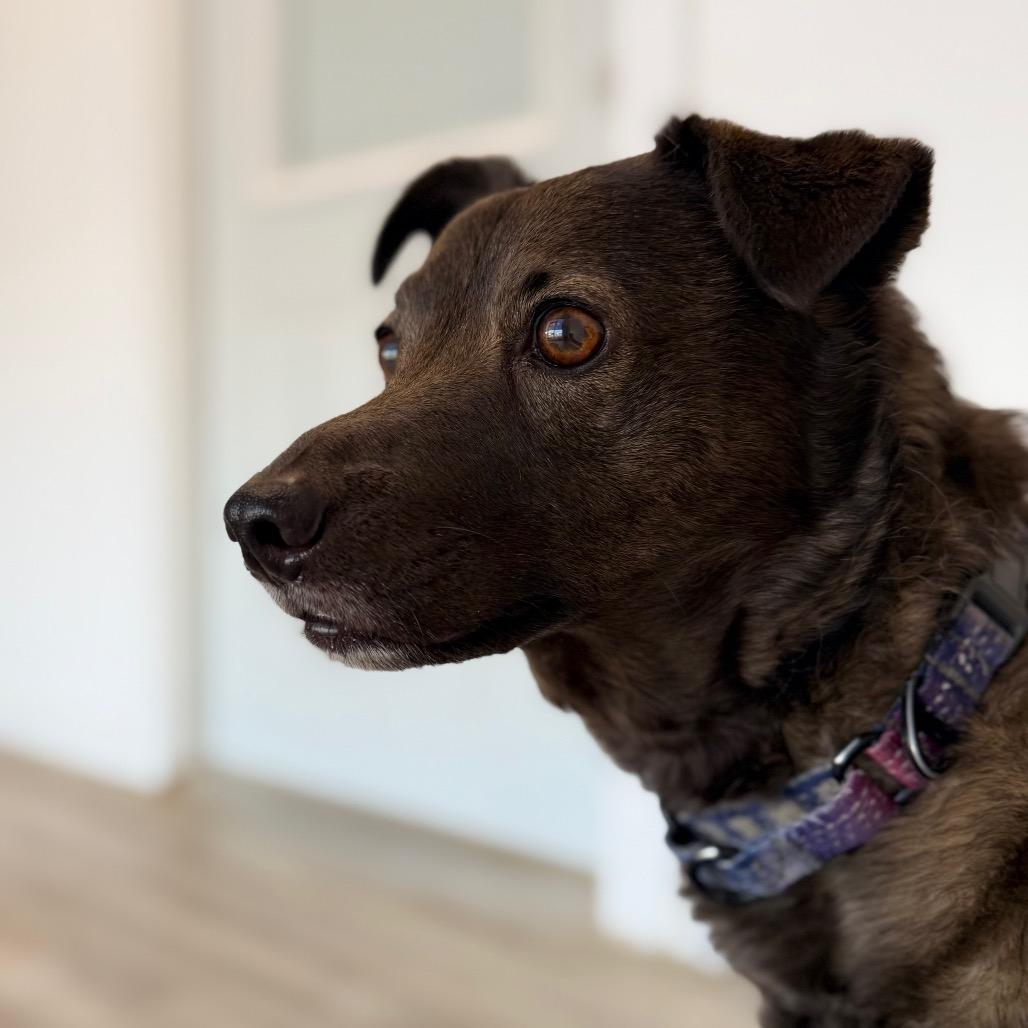 Enlarge Ginger fka Aphrodite, a Adoptable mixed breed in Green Bay, WI image 2/6
