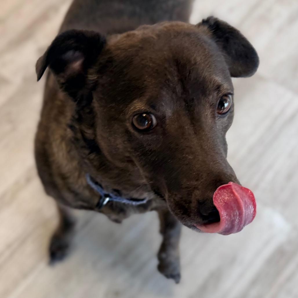 Enlarge Ginger fka Aphrodite, a Adoptable mixed breed in Green Bay, WI image 3/6
