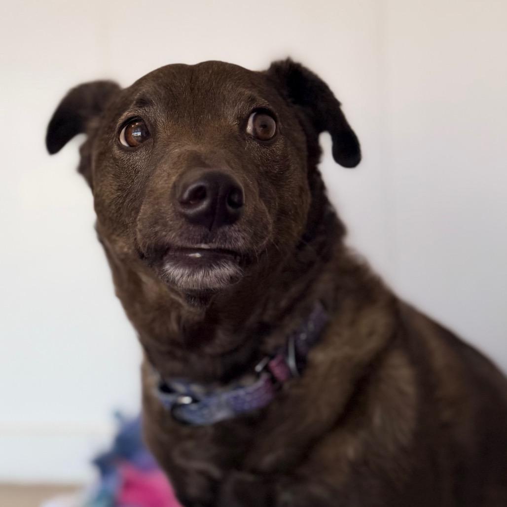 Enlarge Ginger fka Aphrodite, a Adoptable mixed breed in Green Bay, WI image 4/6