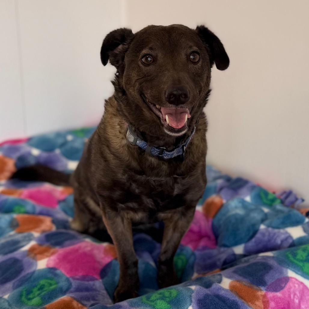 Enlarge Ginger fka Aphrodite, a Adoptable mixed breed in Green Bay, WI image 5/6
