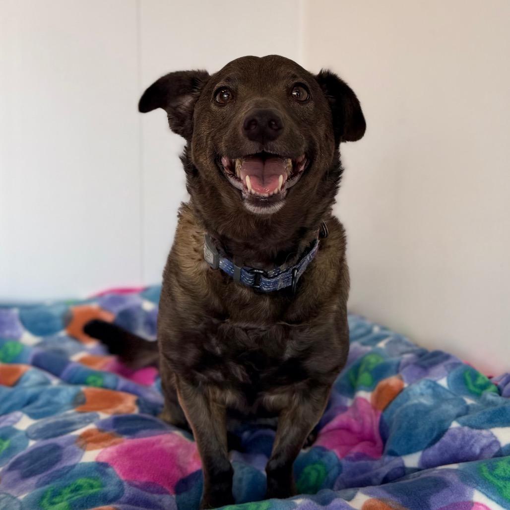 Enlarge Ginger fka Aphrodite, a Adoptable mixed breed in Green Bay, WI image 6/6