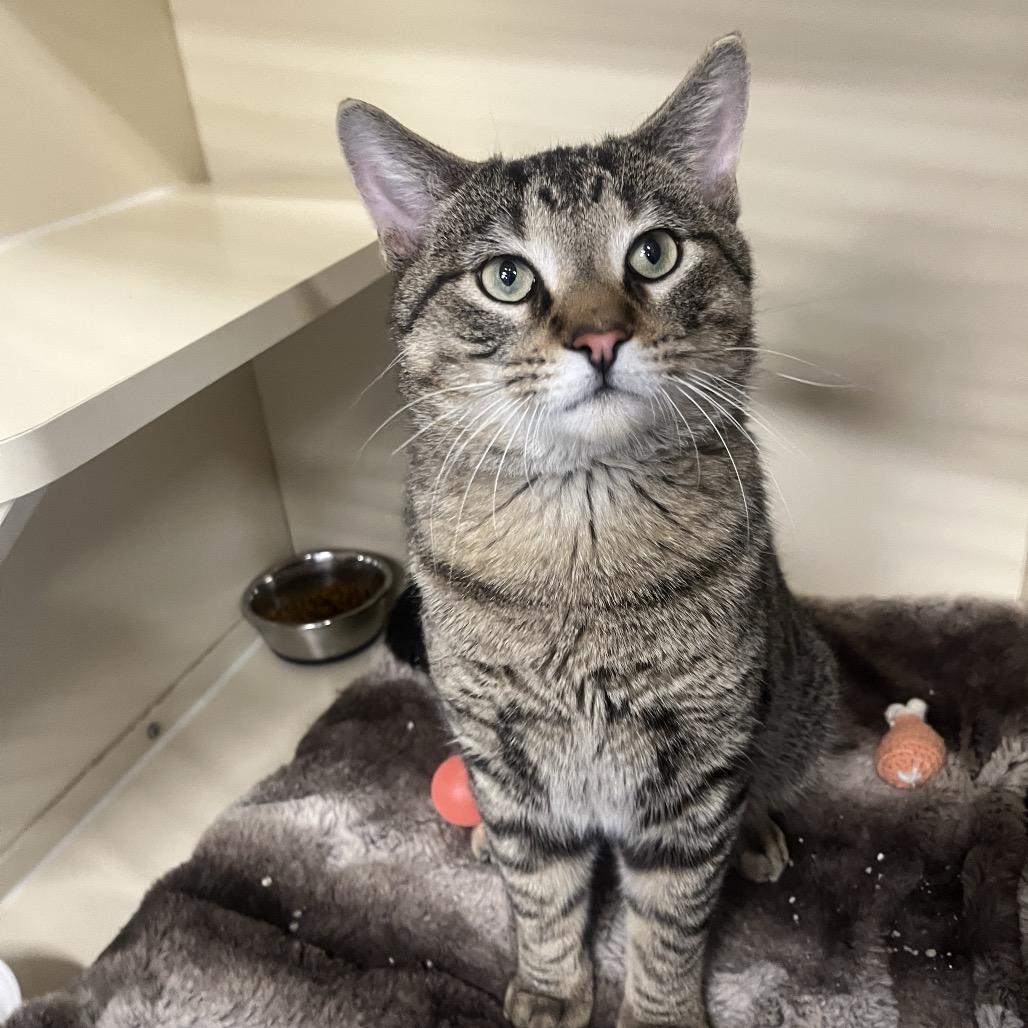 Truffles, Adoptable, Adult Male Domestic Short Hair.