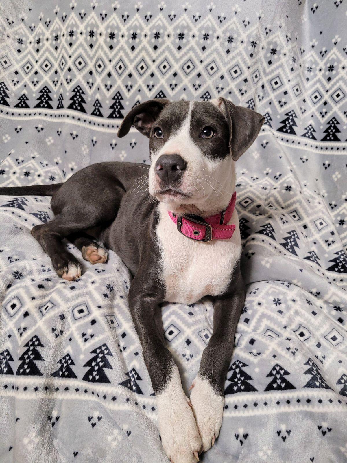 Enlarge Faith, an adoptable Great Dane in Livingston, TX image 1/2