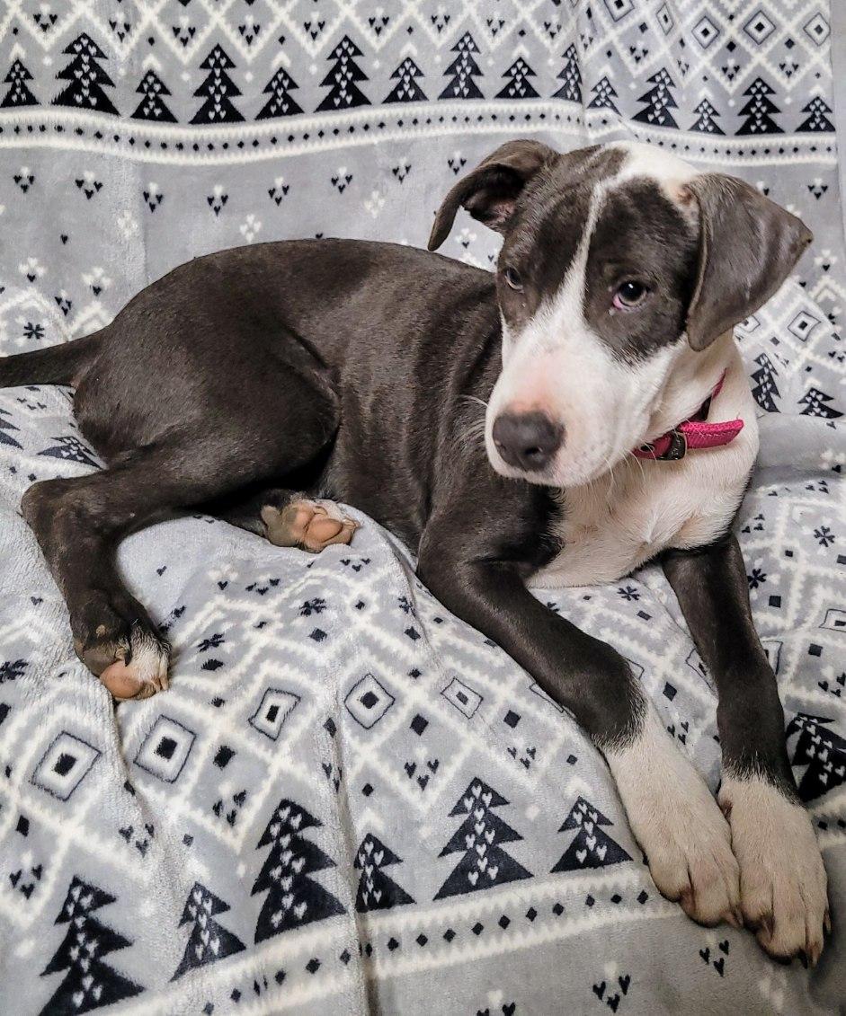 Enlarge Faith, an adoptable Great Dane in Livingston, TX image 2/2