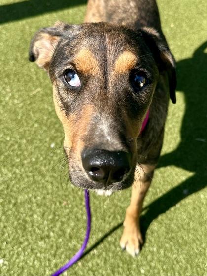 Peachette, Adoptable, Young Female Mixed Breed & Mixed Breed.