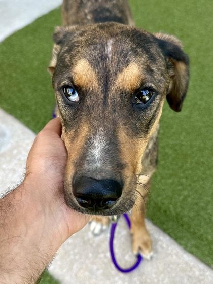 Enlarge Peachette, a Adoptable mixed breed in Wichita, KS image 2/3