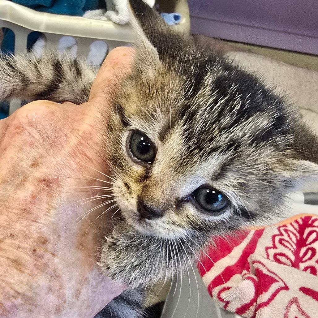 Lucas, Adoptable, Kitten Male Domestic Short Hair & Domestic Short Hair.