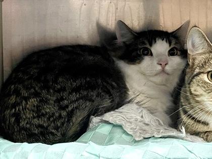 Miso Cute (with Princess Tofu)