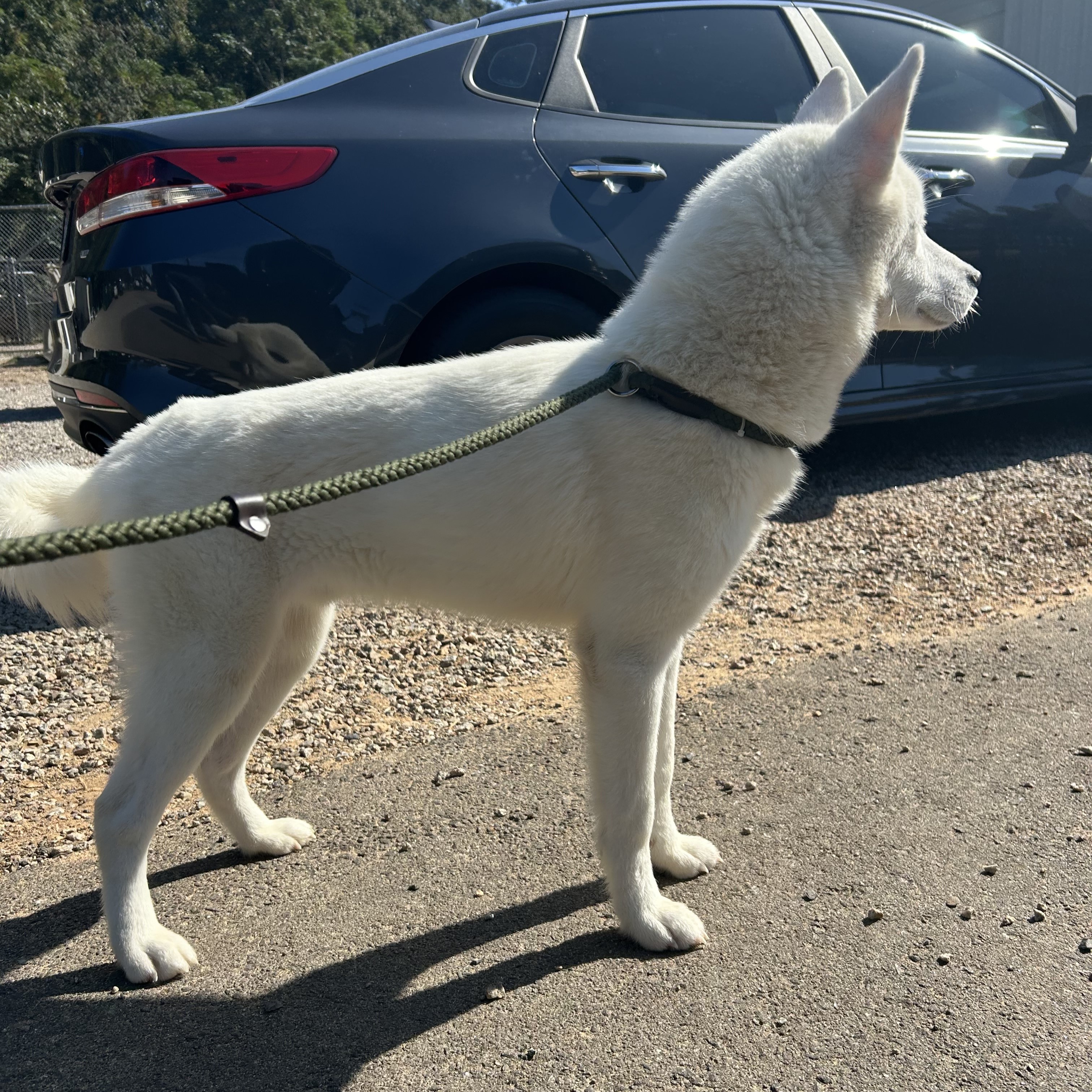 Dog for adoption Icee, a Husky in Frederick , MD Petfinder