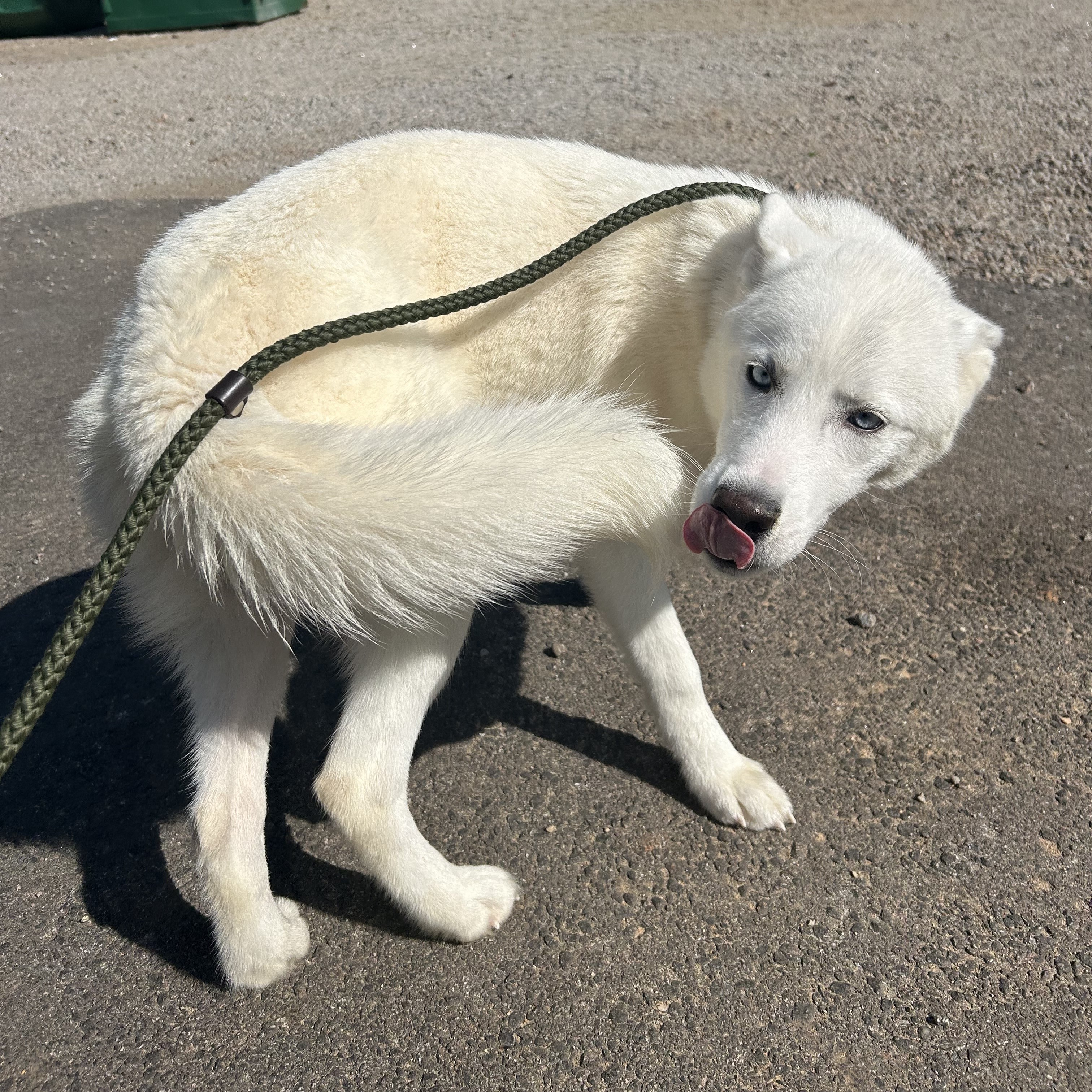 Dog for adoption Icee, a Husky in Frederick , MD Petfinder