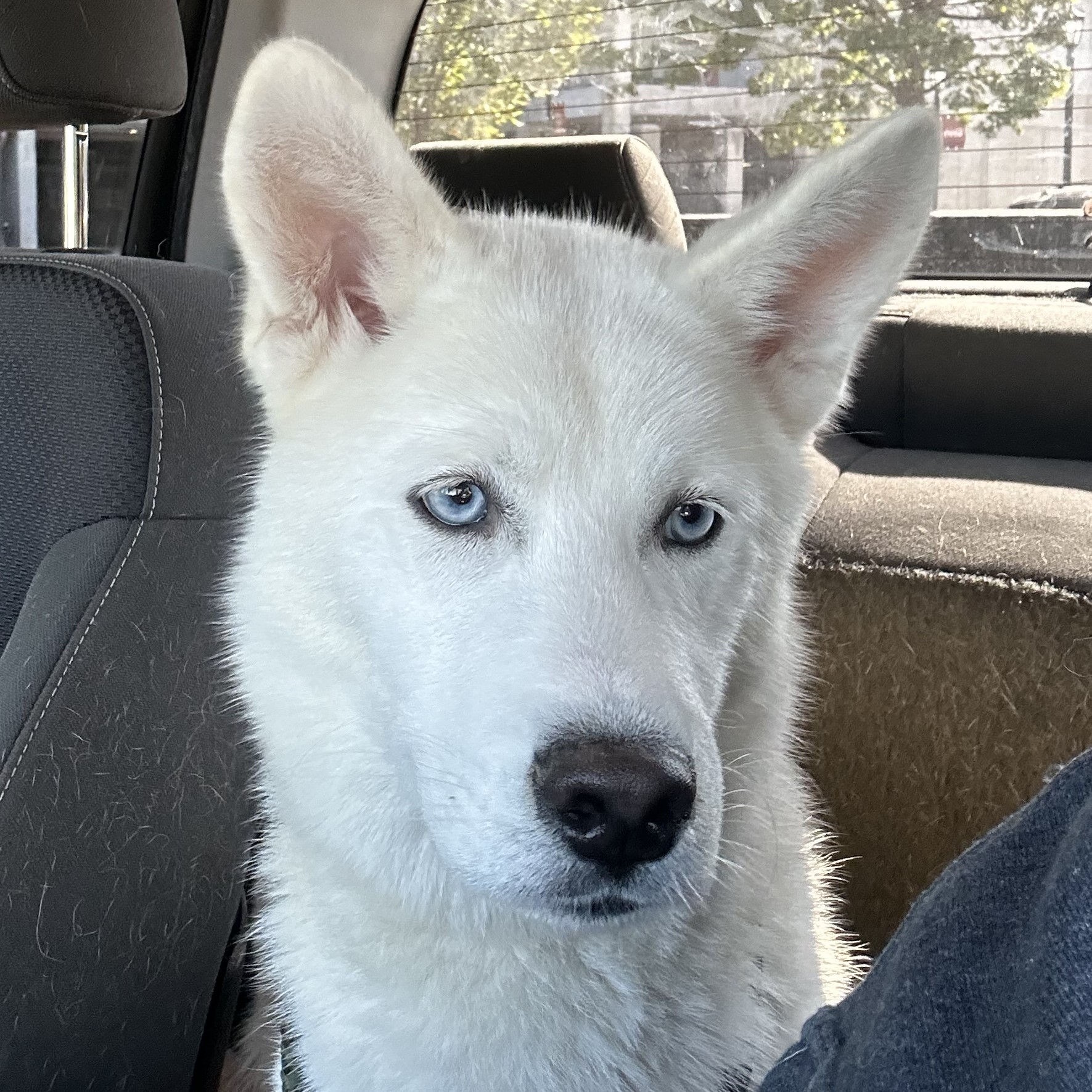 Dog for adoption Icee, a Husky in Frederick , MD Petfinder