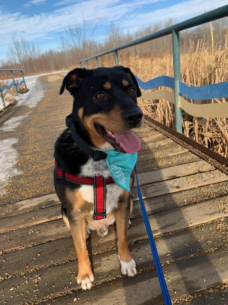 Hudson, a ADOPTABLE mixed breed in wetaskiwin, AB image 2/6