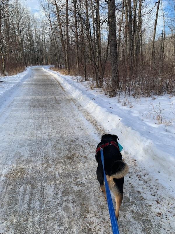 Hudson, a ADOPTABLE mixed breed in wetaskiwin, AB image 6/6