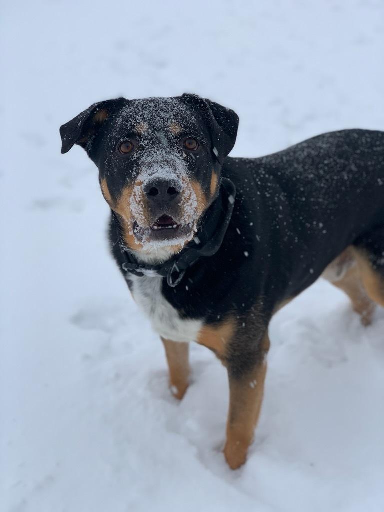 Hudson, a ADOPTABLE mixed breed in wetaskiwin, AB image 3/6