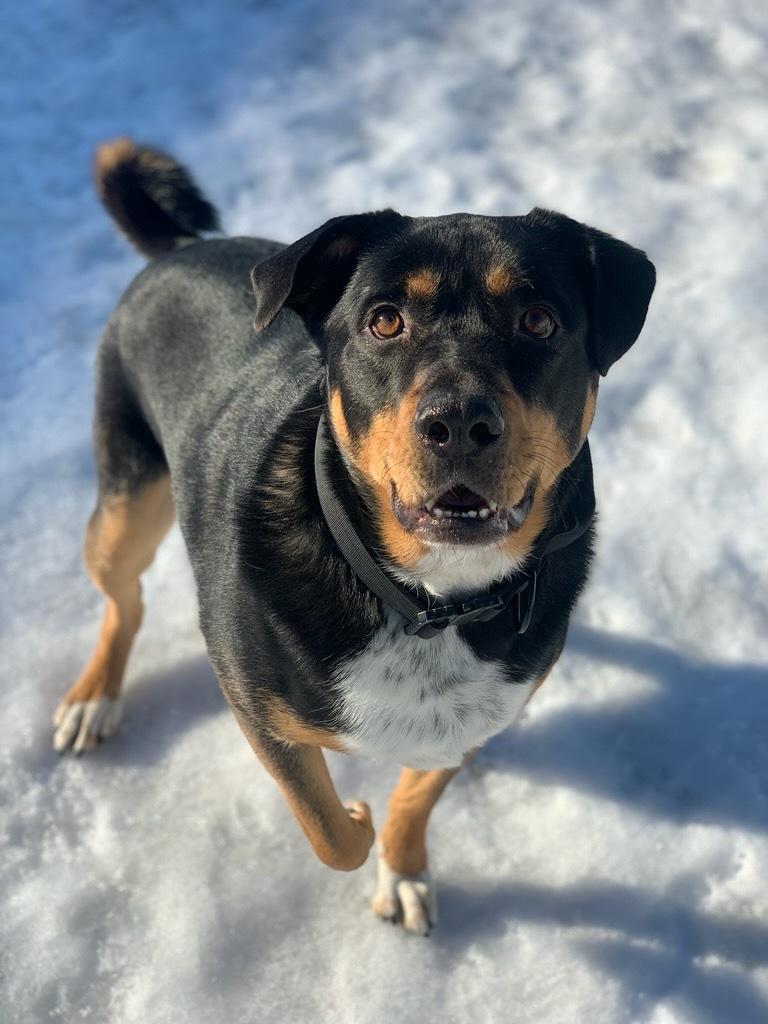 Hudson, ADOPTABLE, Adult Male Rottweiler.