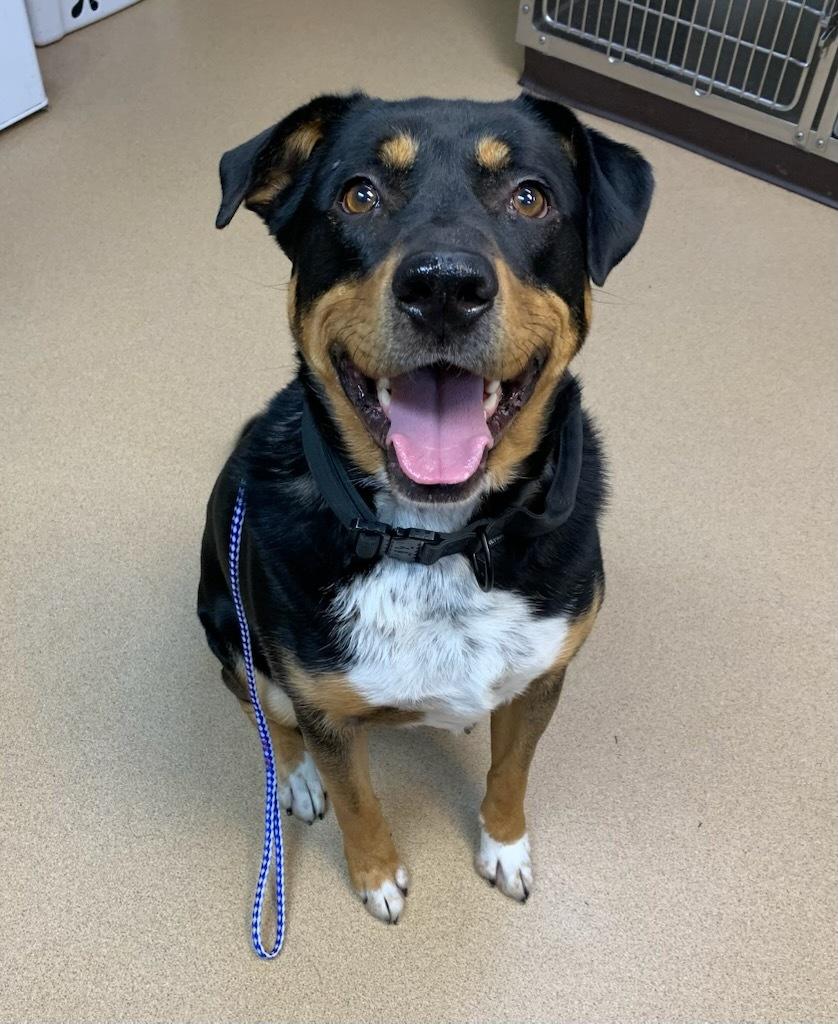 Hudson, a ADOPTABLE mixed breed in wetaskiwin, AB image 4/6