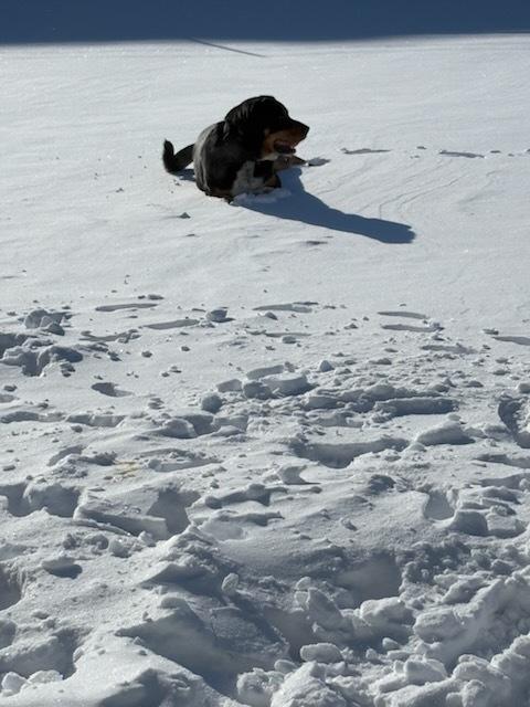 Hudson, a ADOPTABLE mixed breed in wetaskiwin, AB image 5/6