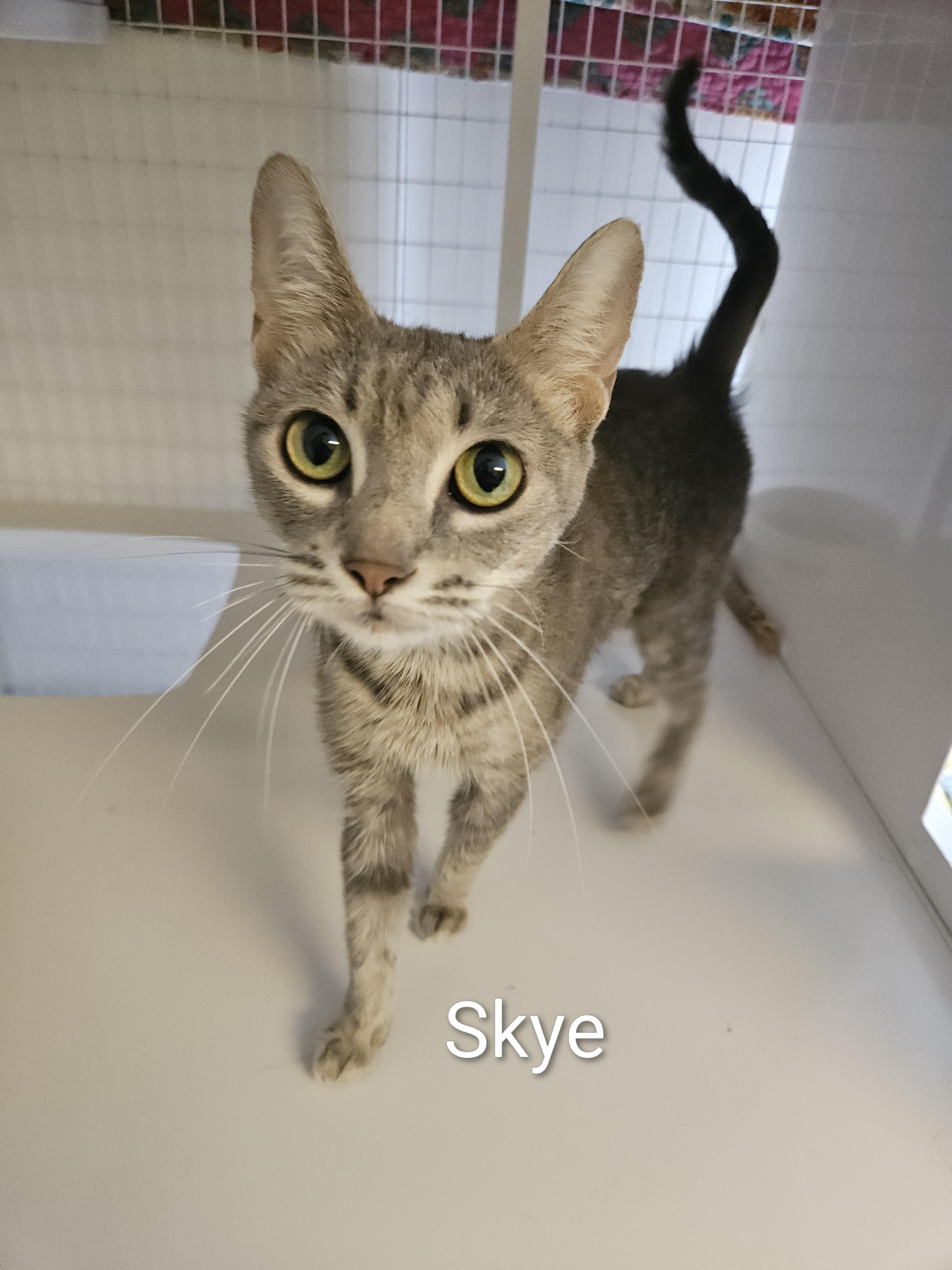 Enlarge Skye, a ADOPTABLE Domestic Short Hair in Melbourne, FL image 1/1