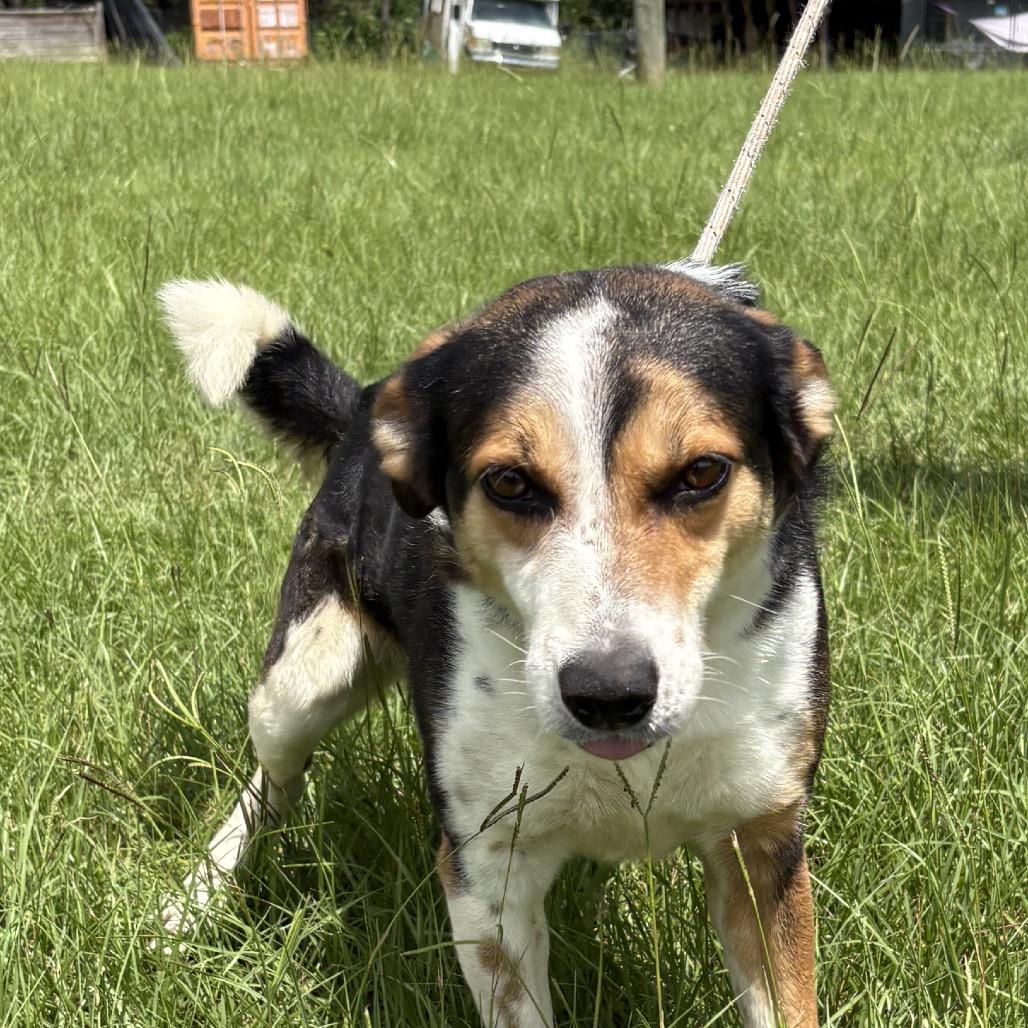 Jeff, Adoptable, Adult Male German Shepherd Dog & Mixed Breed.