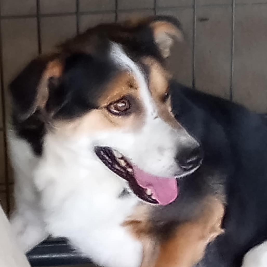 Jeff, a Adoptable mixed breed in Fargo, ND image 2/2