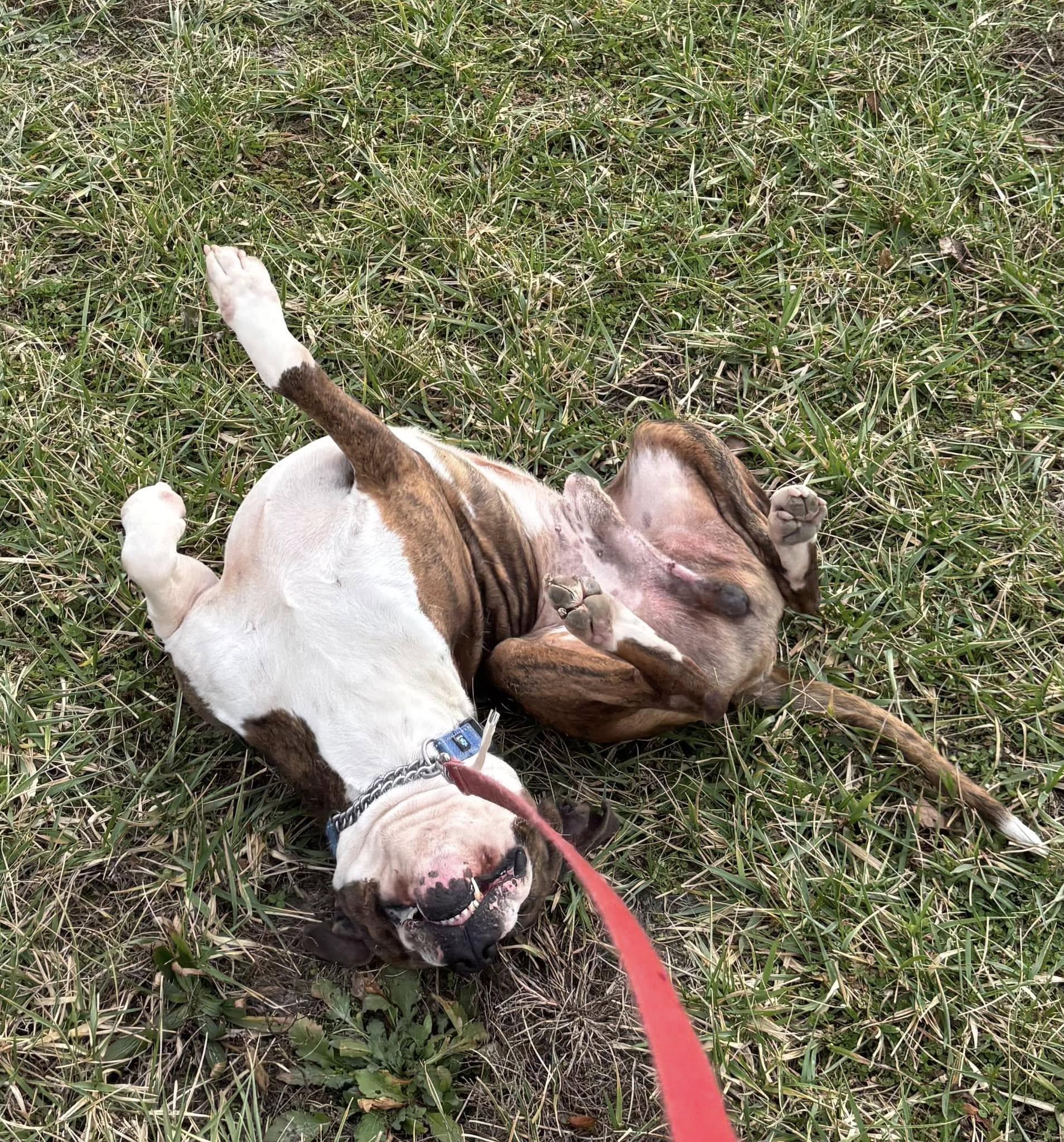 Rusty , a ADOPTABLE Pit Bull Terrier in Taylorsville, KY image 2/3