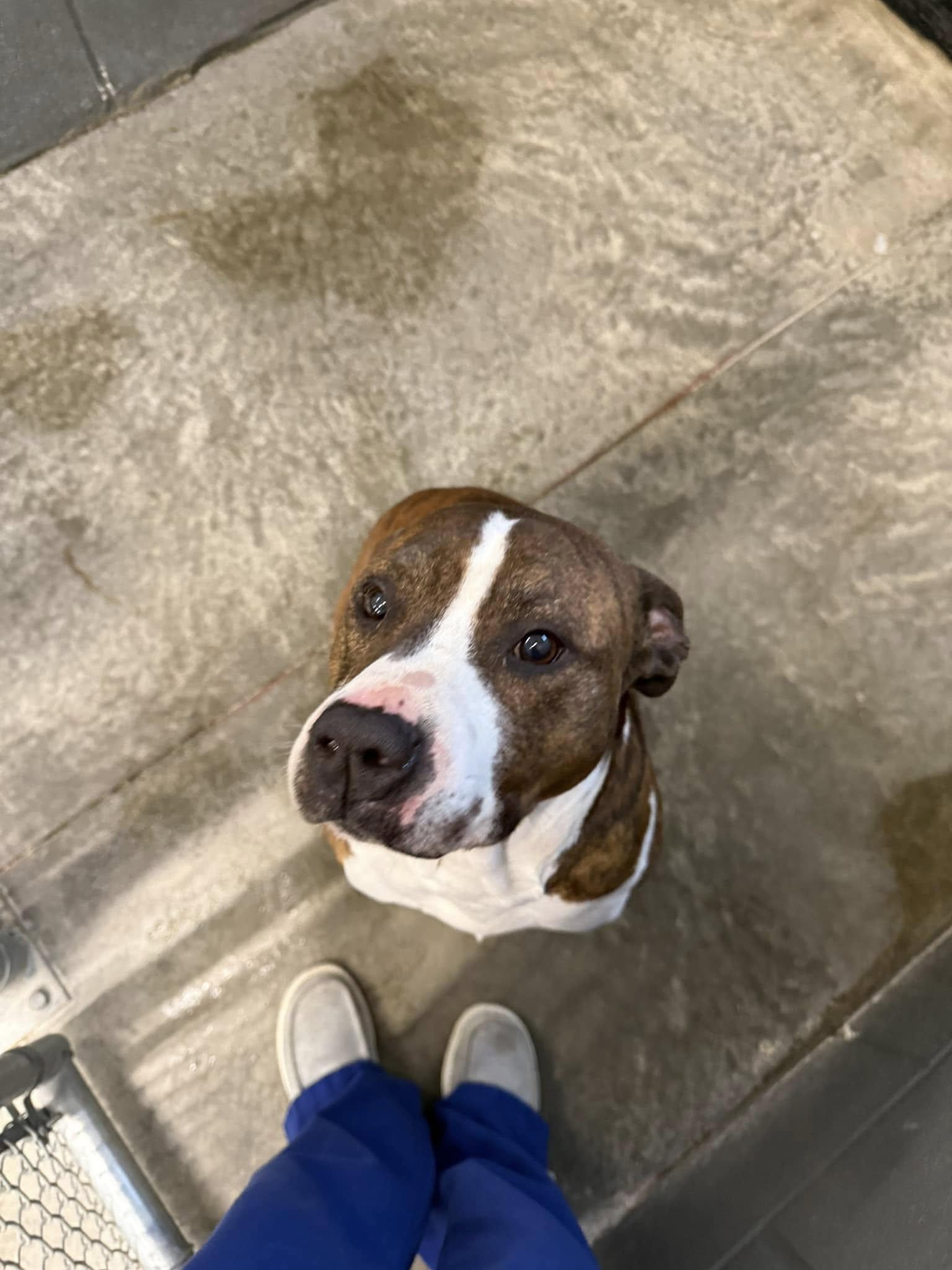 Rusty , a ADOPTABLE Pit Bull Terrier in Taylorsville, KY image 3/3