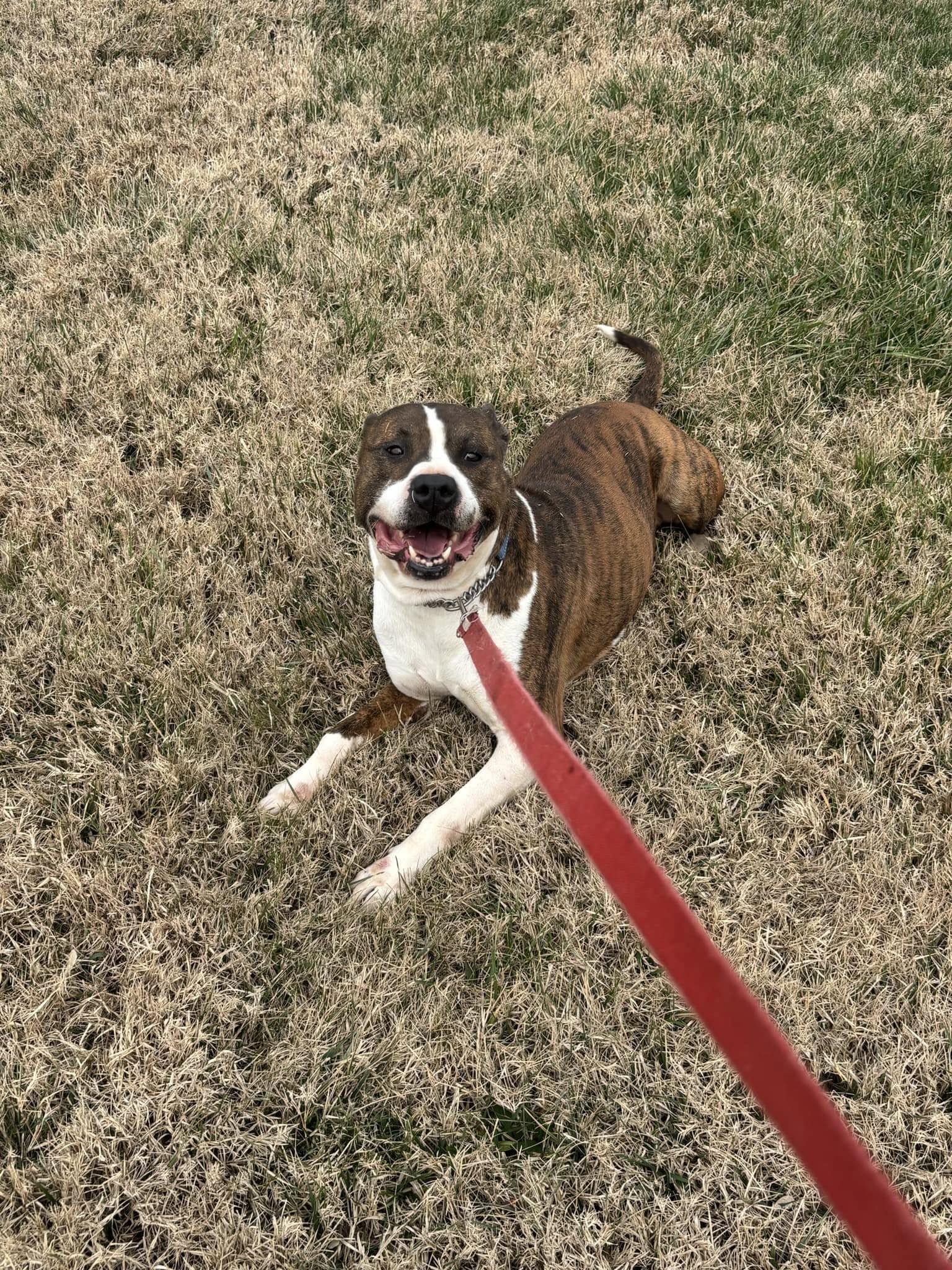 Rusty , ADOPTABLE, Adult Male Pit Bull Terrier.