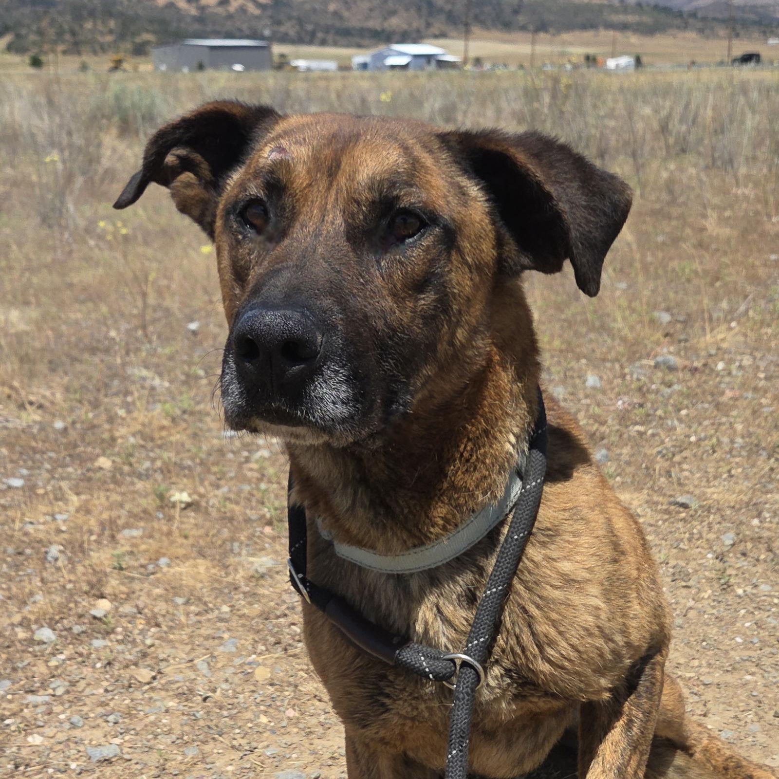 Harry, Adoptable, Adult Male Dutch Shepherd.