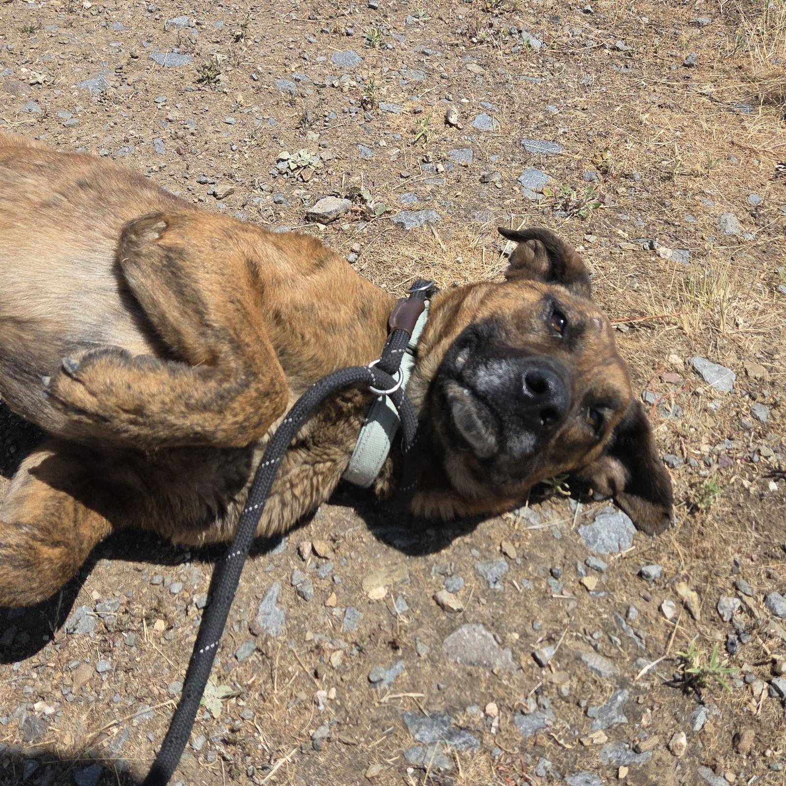 Enlarge Harry, a Adoptable Dutch Shepherd in Yreka, CA image 2/3