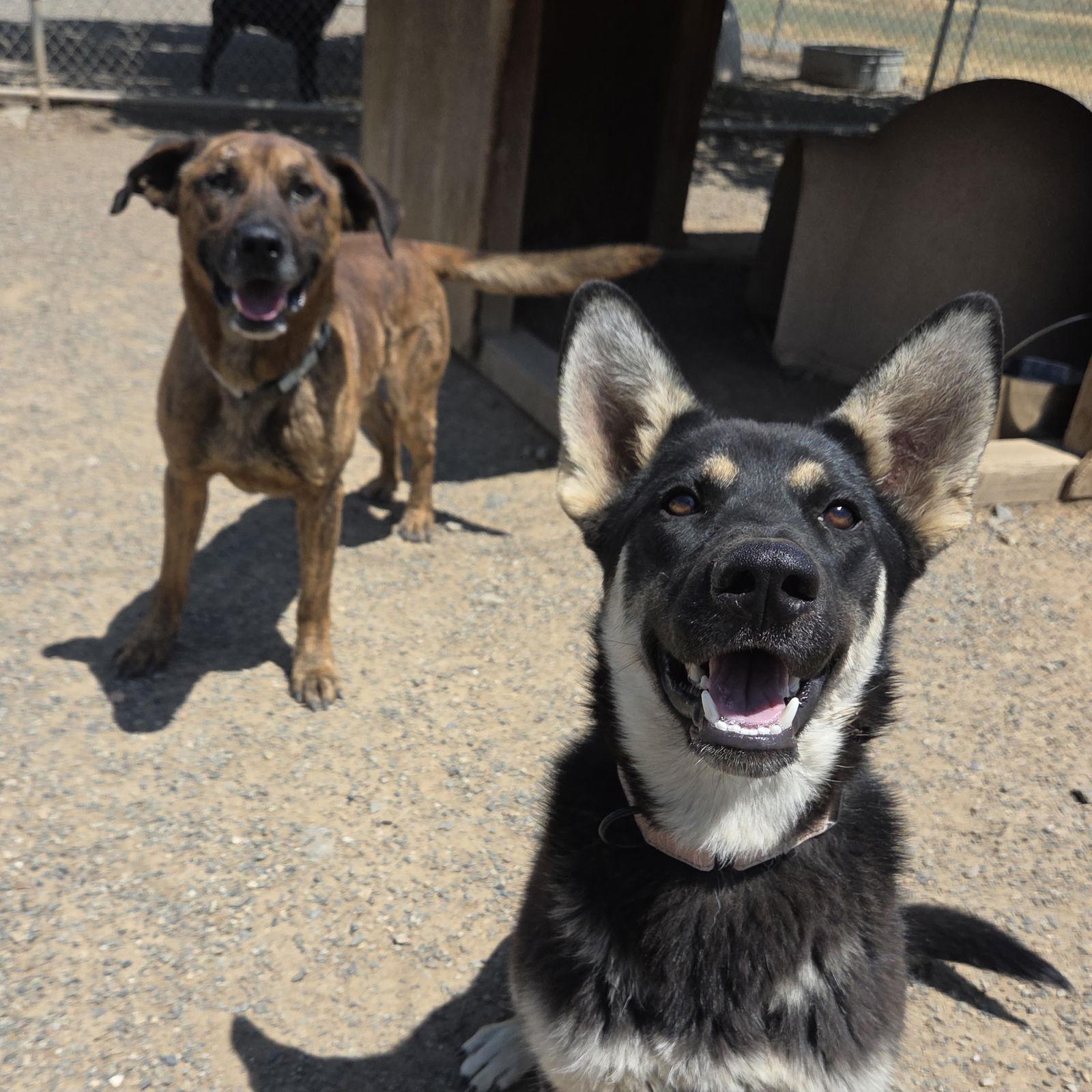 Enlarge Harry, a Adoptable Dutch Shepherd in Yreka, CA image 3/3