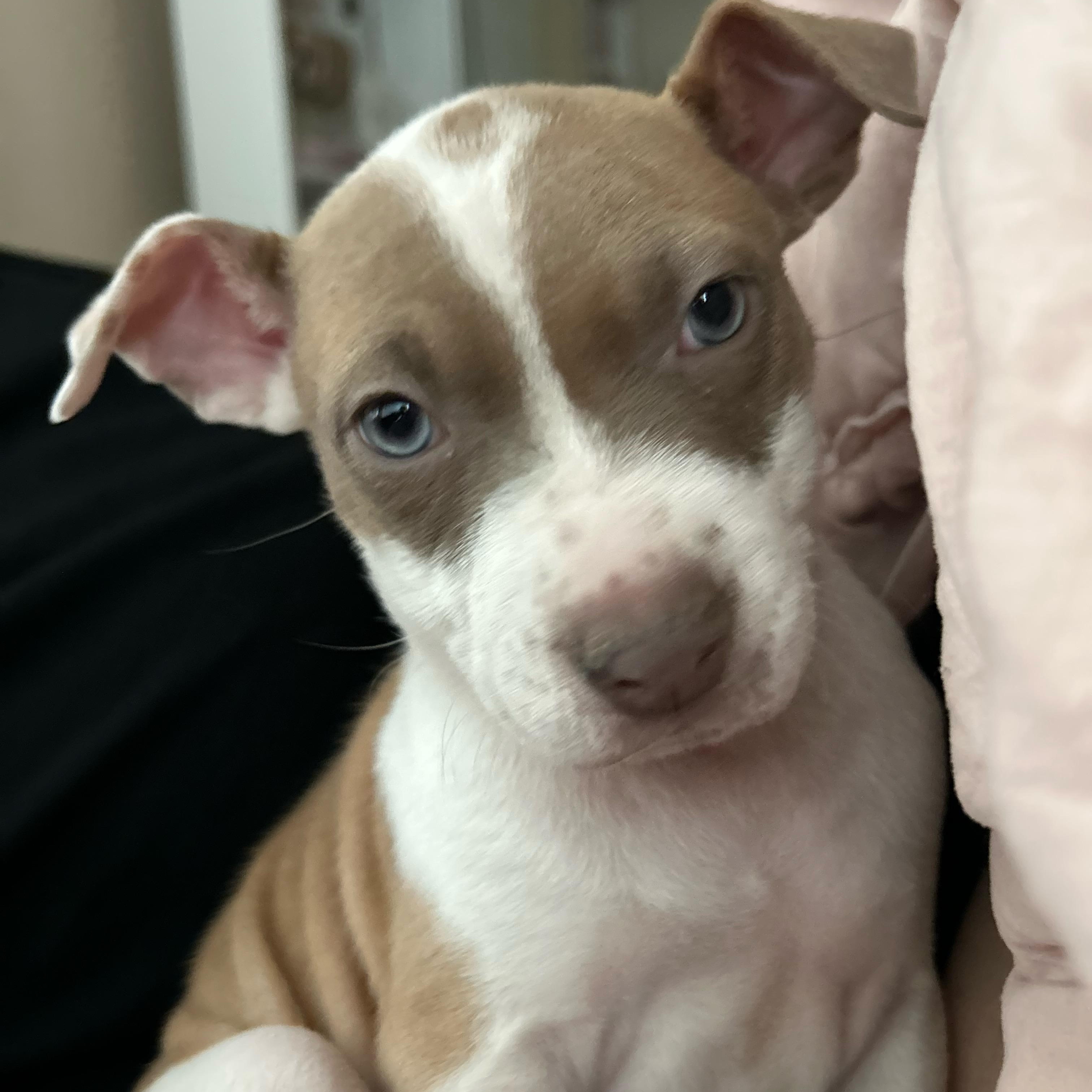 Giraffe, a ADOPTABLE mixed breed in Henderson, NV image 2/2